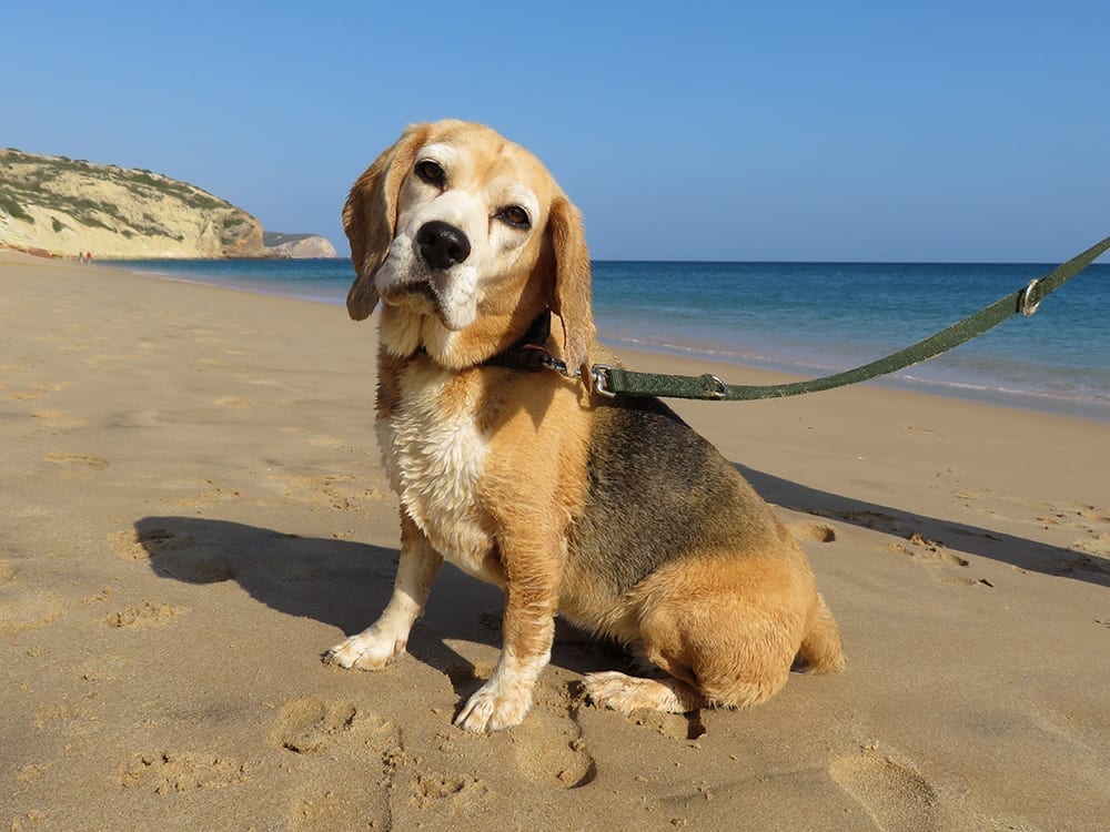 Animais de Estimação