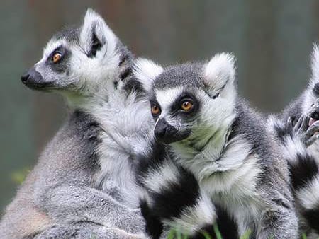 Jardim Zoológico de Lagos