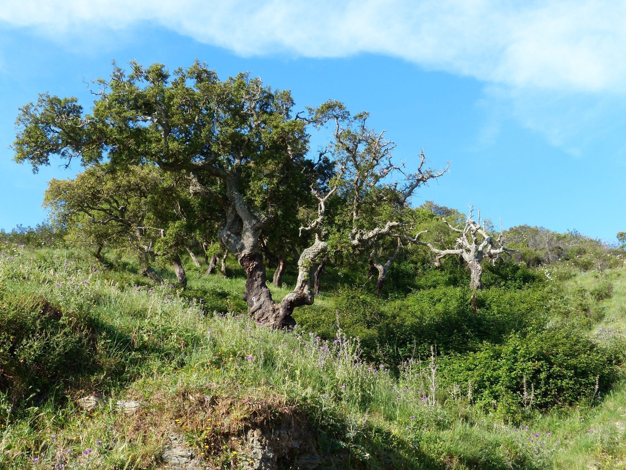 Hiking Packages