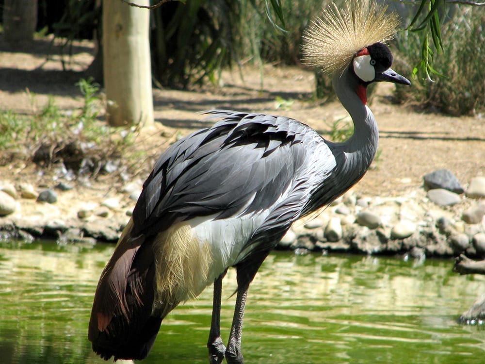 Zoo Lagos