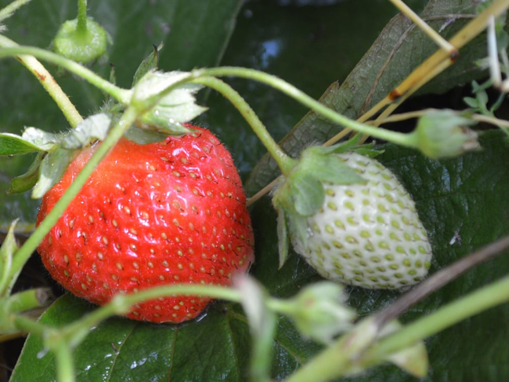 Our Permaculture Garden