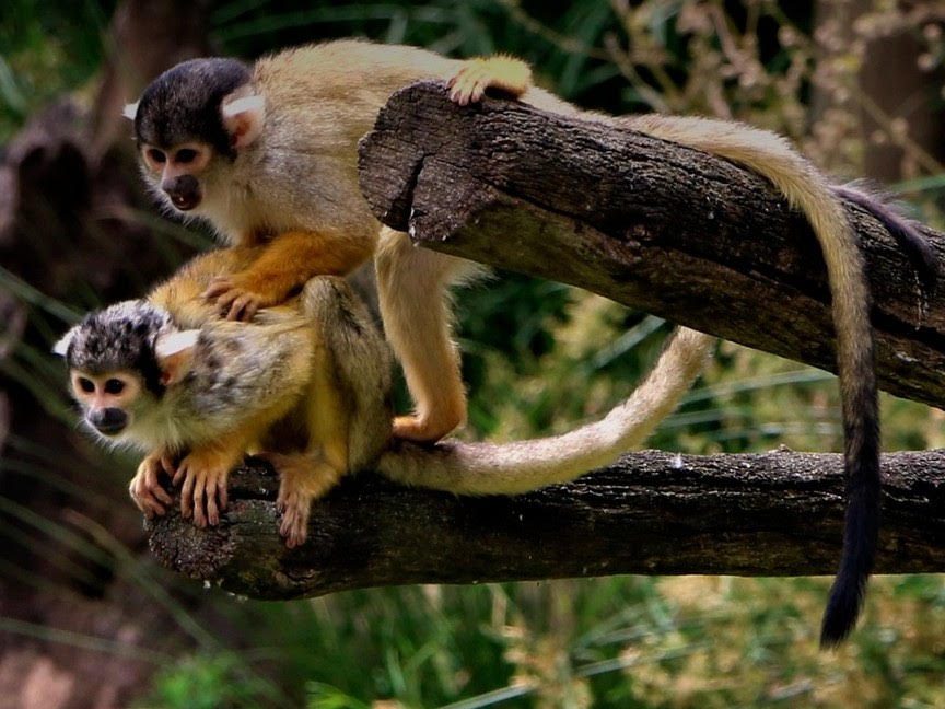 Lagos Zoo